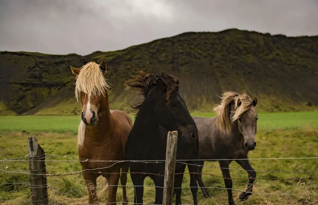 Plants Poisonous To Horses