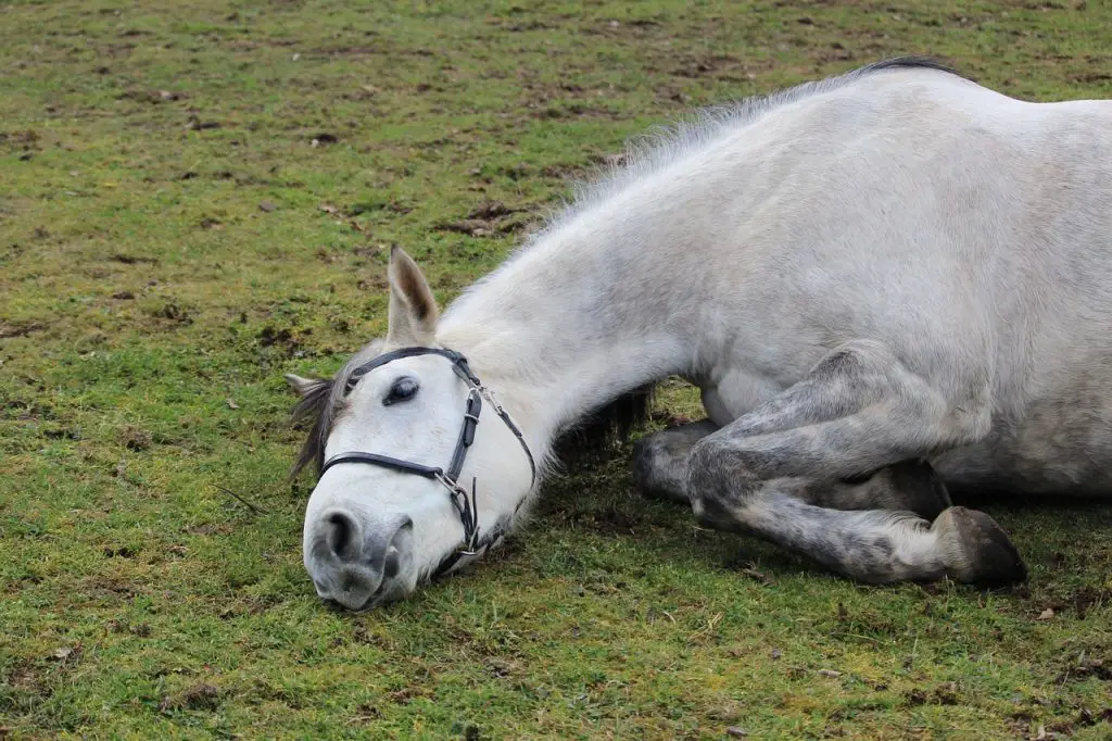 Anemia in Horses
