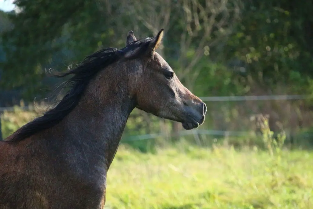 Mangalarga Marchador