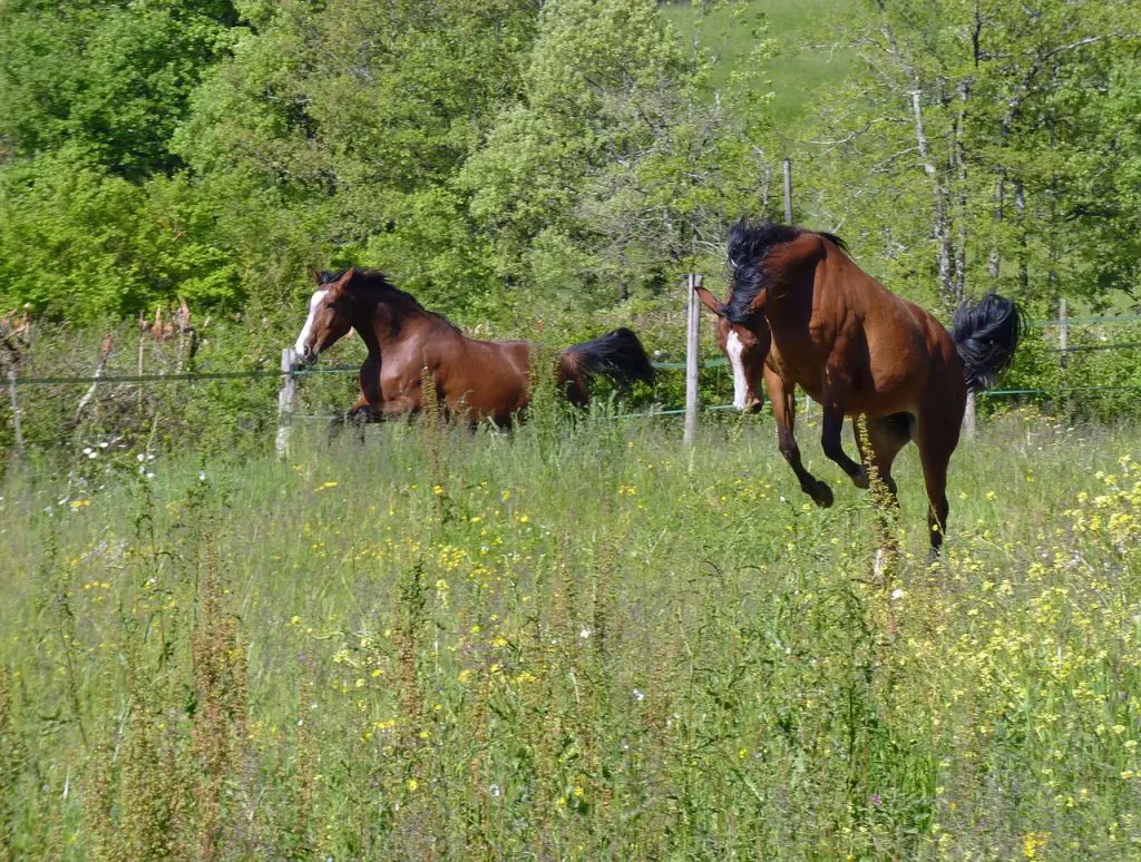 Horses Enjoy Showjumping