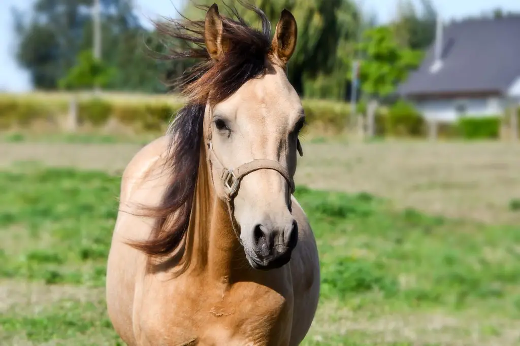 A Horse Has Five Hearts?