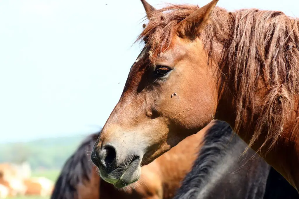 Disorders of the Liver in Horses
