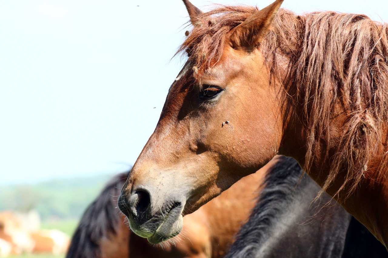 Disorders of the Liver in Horses