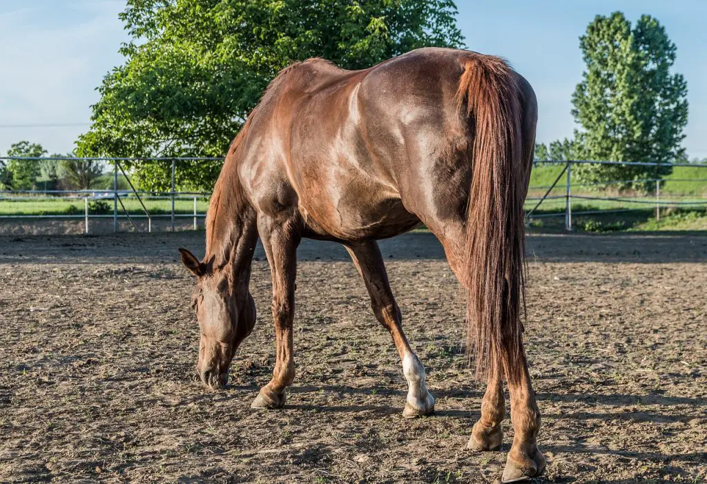 Horse’s Mane Tail