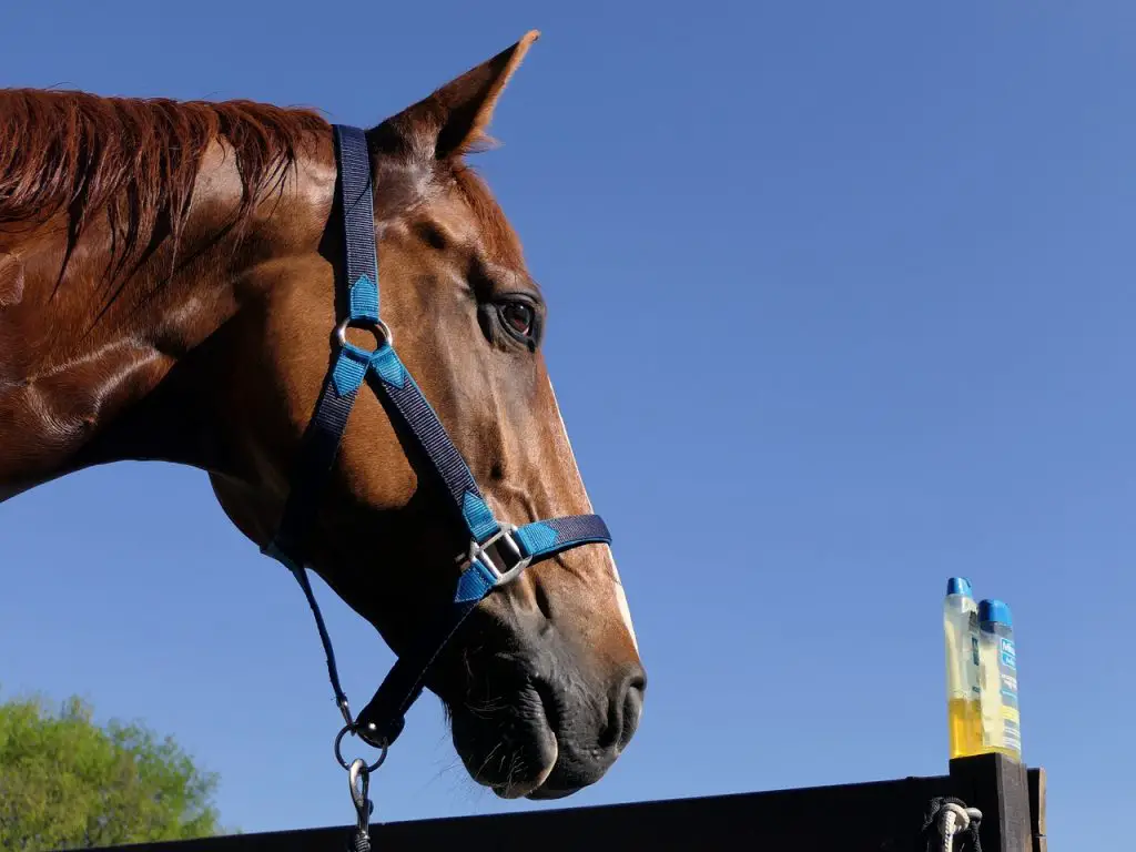  Horse Shampoo For Human