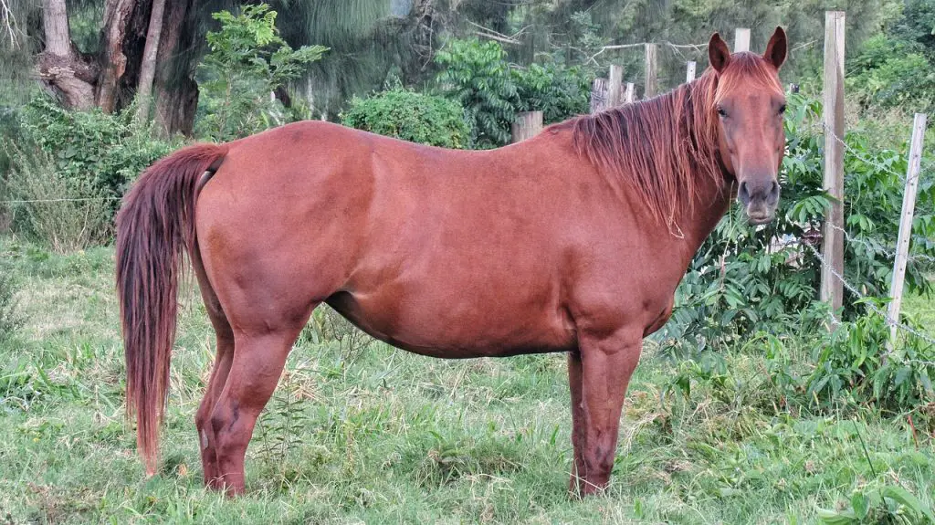 Horse Calming 