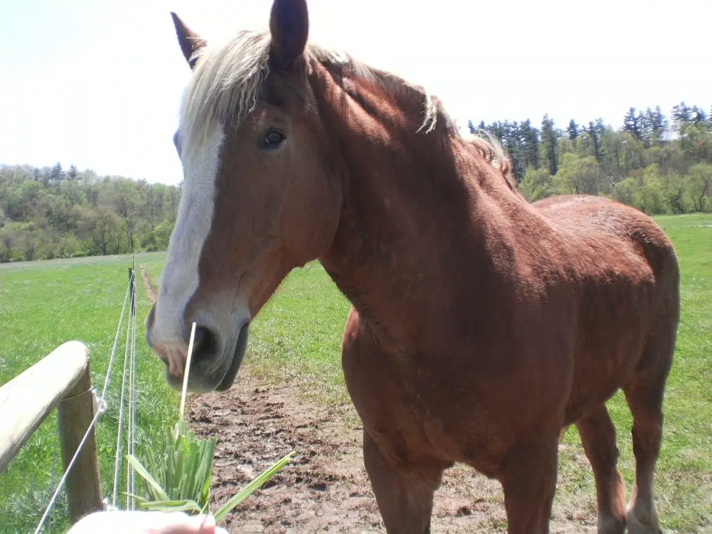 Diseases of the Urinary System in Horses