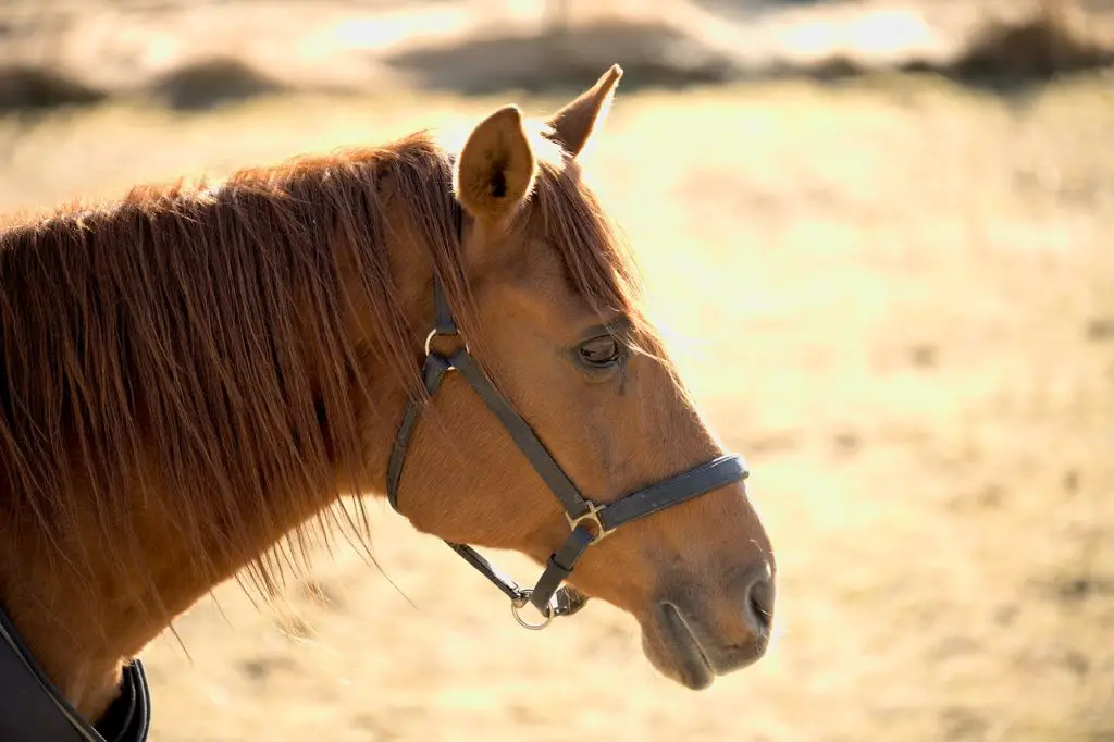 Horse Taxidermy