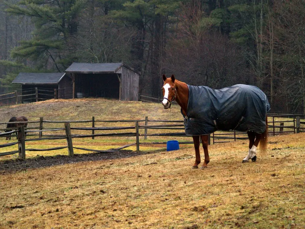 Waterproof Horse Blankets