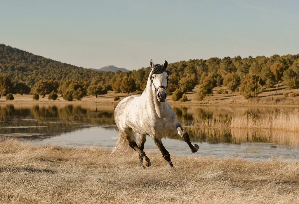 HORSE RUN WITHOUT STOPPING