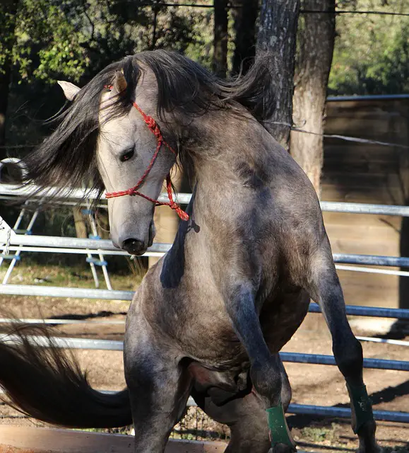 Horses Have Big Willys