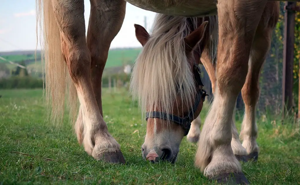 Splints in Horses