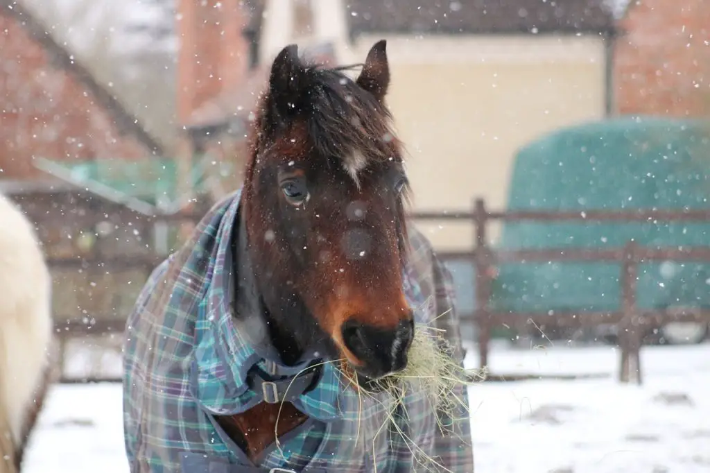 Welsh Pony & Cob