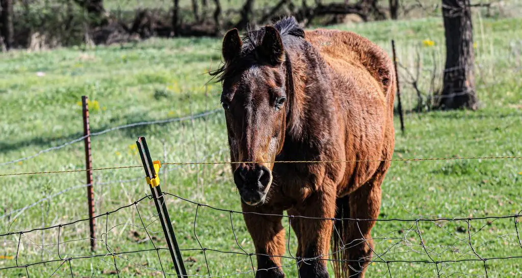 Lymphangitis in Horses
