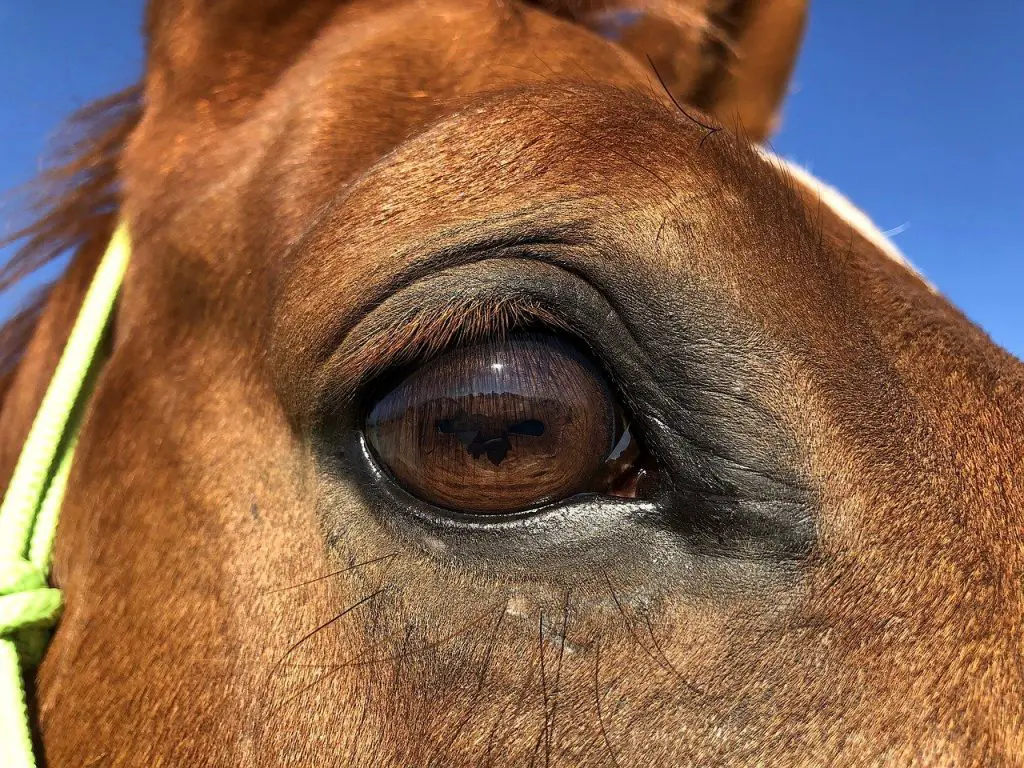 Do Horses Cry