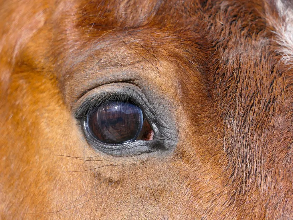 Horse Has Uveitis