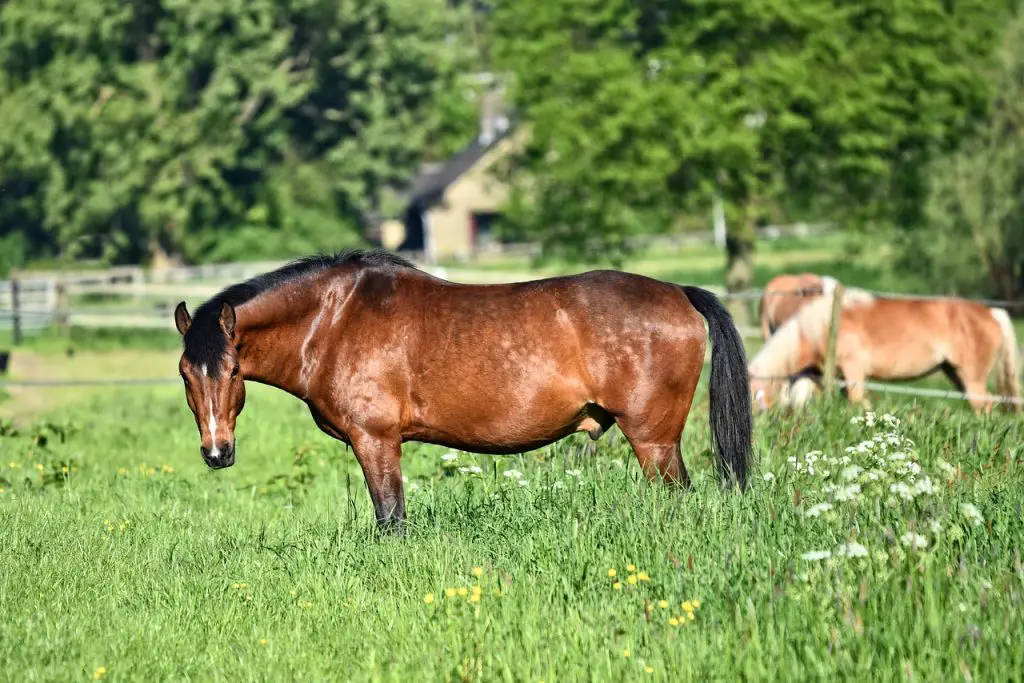  Horse’s Sheath