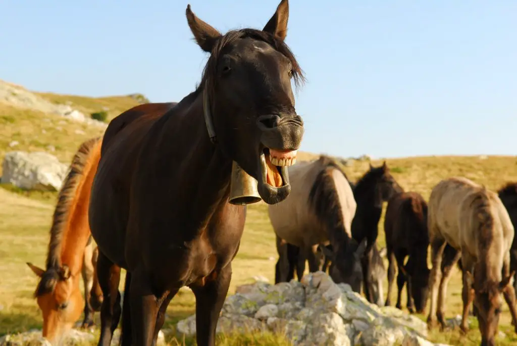 Do Horses Get Braces