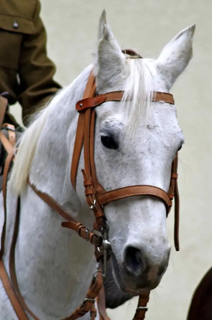 War Bridle