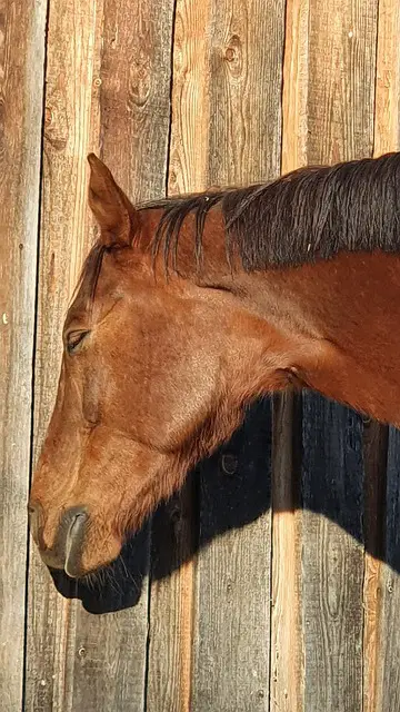 How Much Sleep Do Horses Need