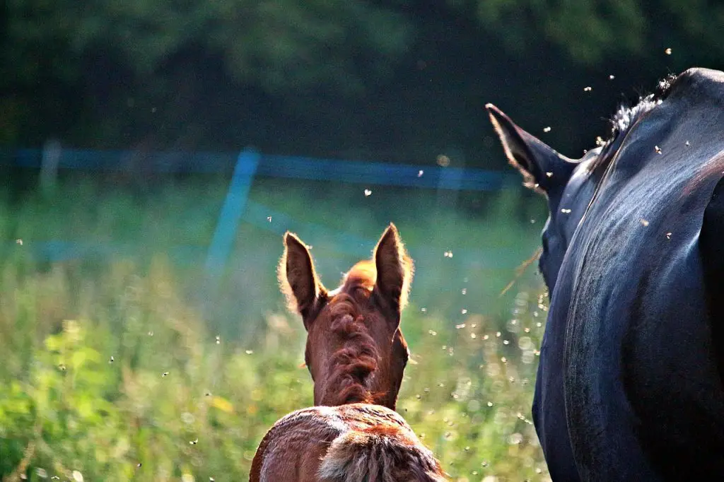 Bot Fly Invasion in Your Horse