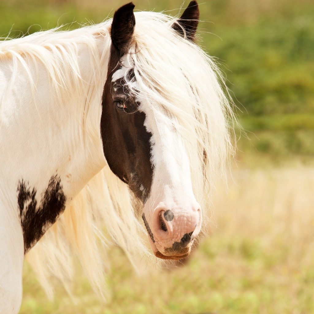 What Is A Medicine Hat Horse? Just for my Horse