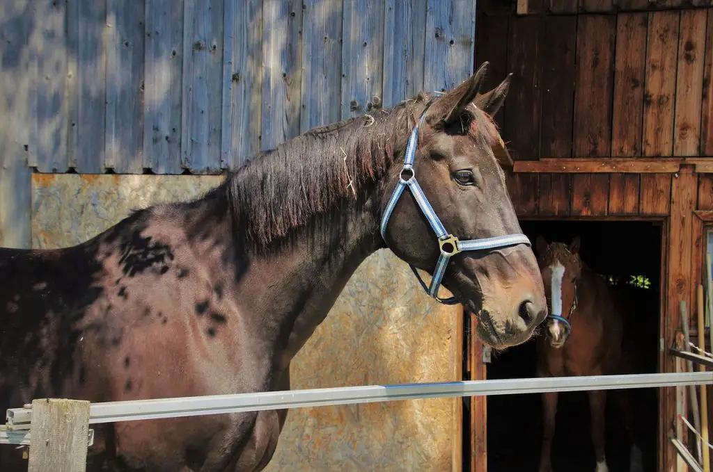 BUMPS ON HORSES SKIN