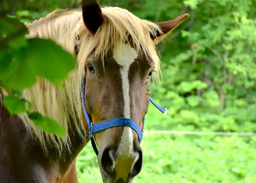 Horses Know Their Own Name