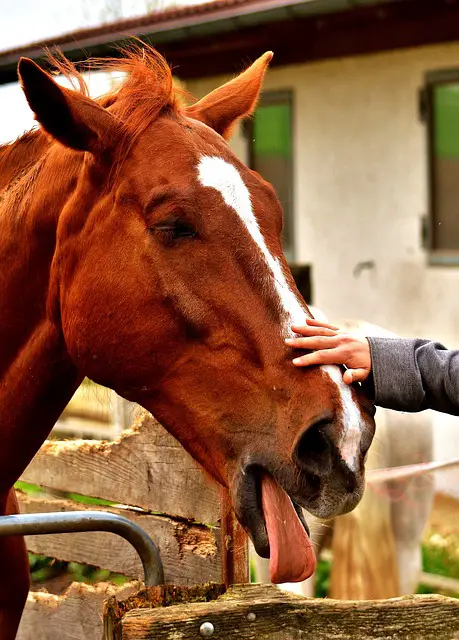 Salt vs. Electrolytes for Horses