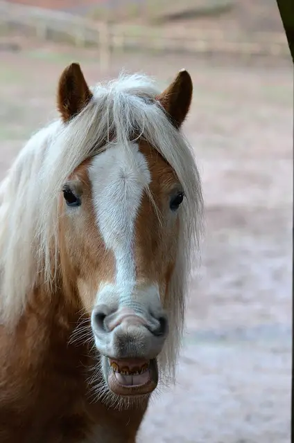 Horse to Smile