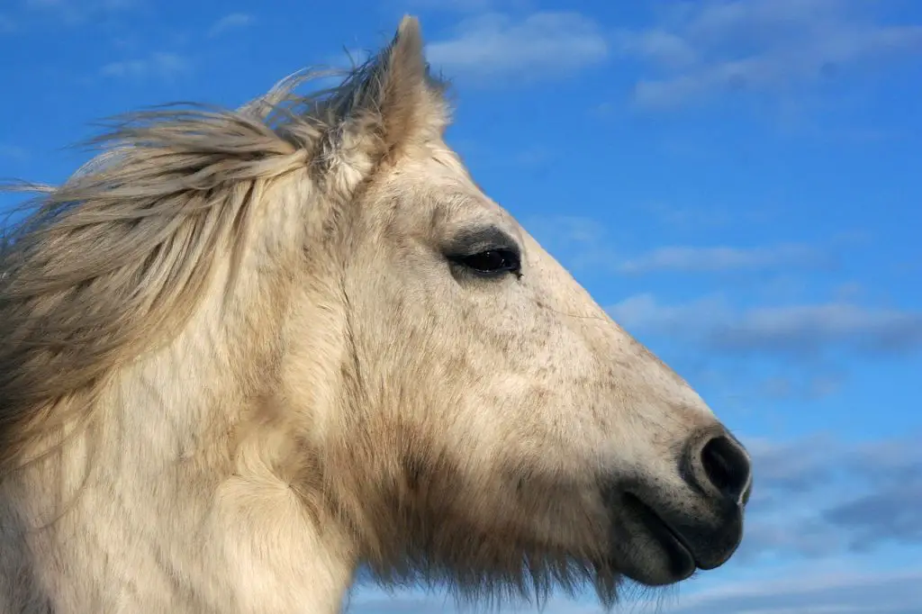 HIGHLAND PONY