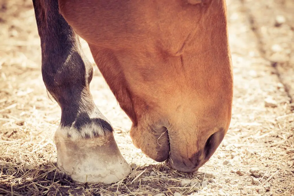 Reasons Horses Eat Dirt 