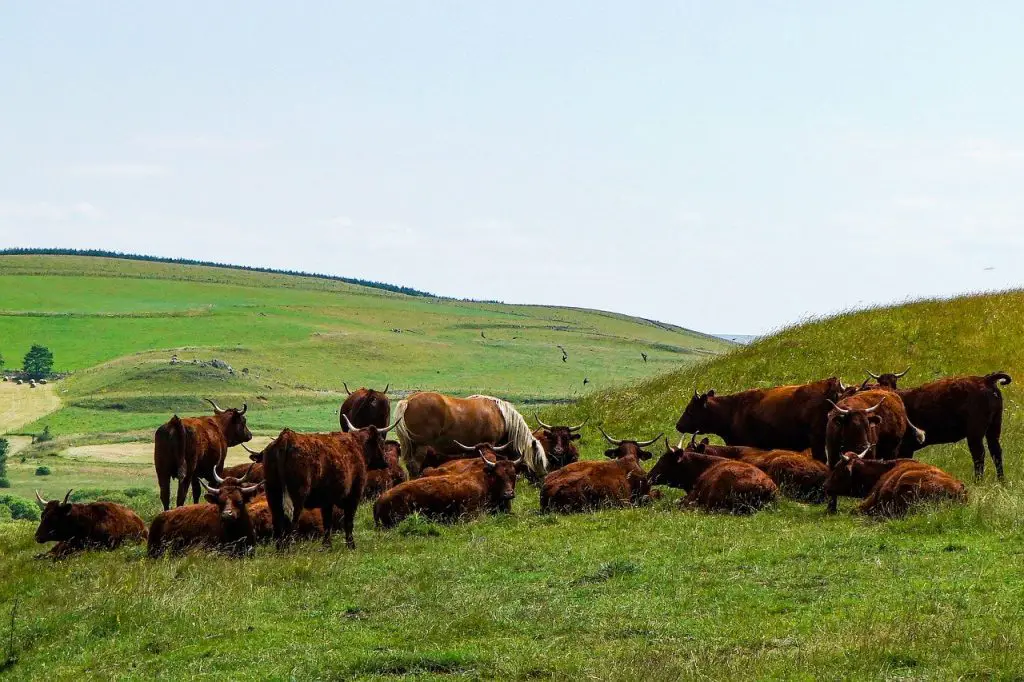 Horses and Cows