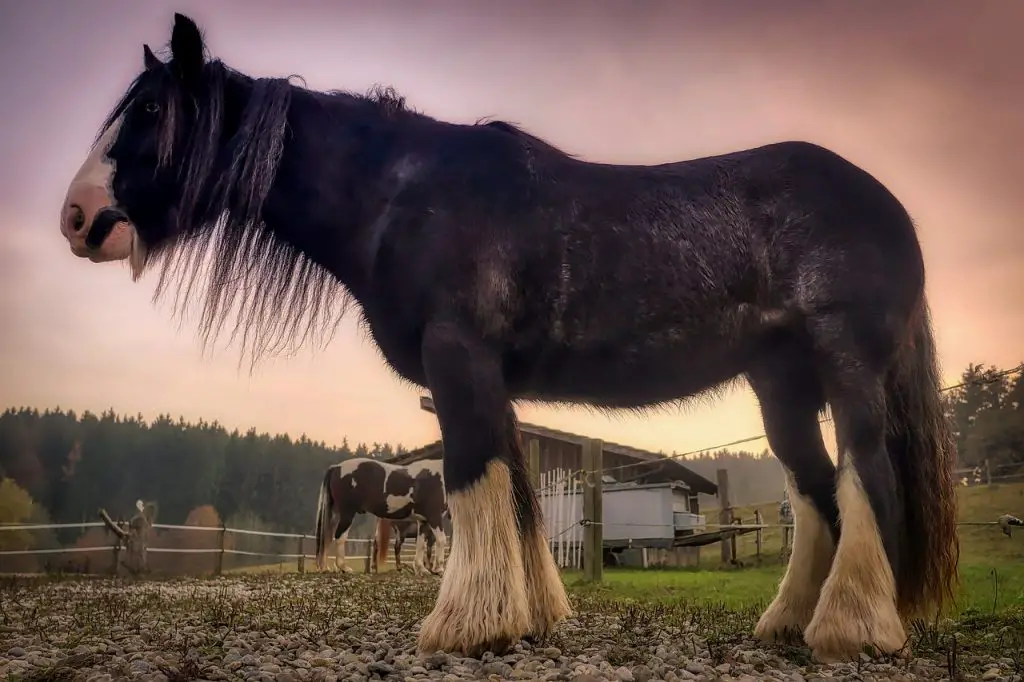 Jell O for Hoof and Hair Growth in Horses