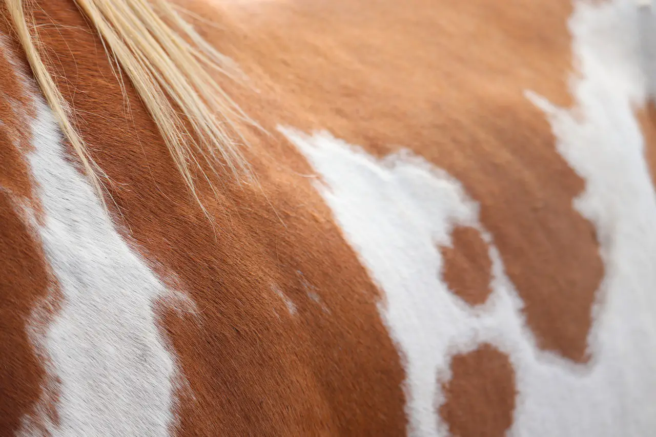 Oil Buffing Your Horse