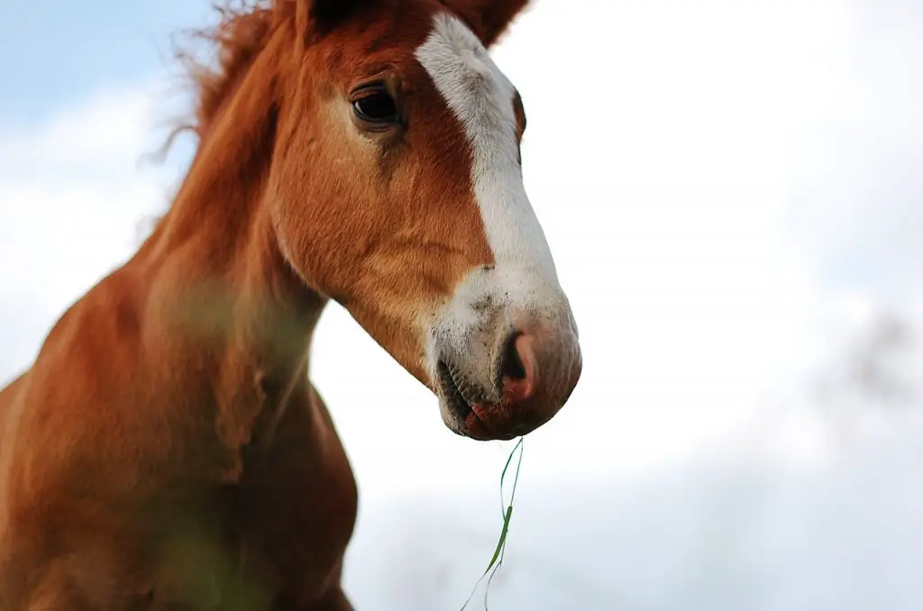 Horse Face Markings