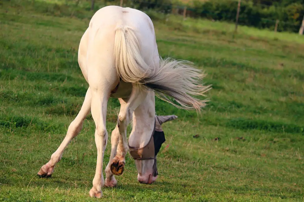  Equine Melanomas