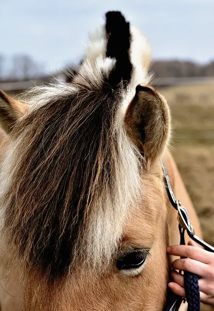 Horse’s Mane