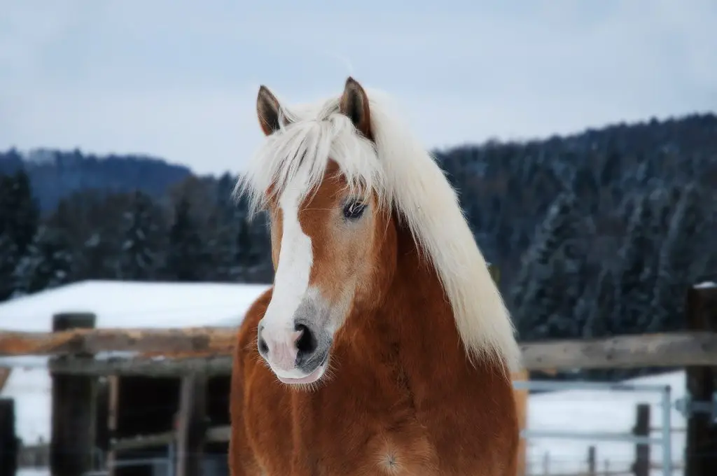 Haflinger