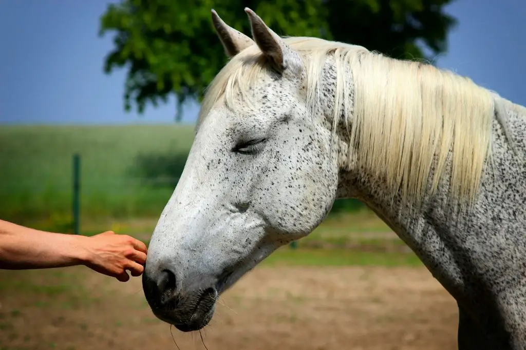 Poultice a Horse Hoof