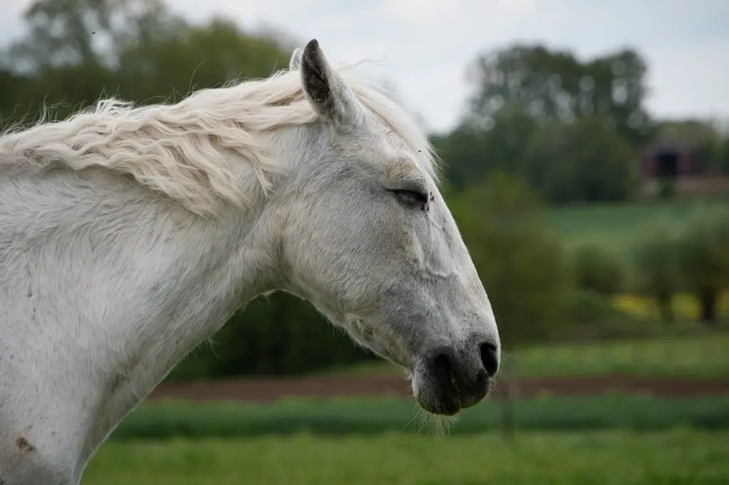 Blood Groups and Blood Transfusions in Horses