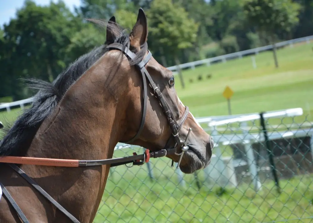 BRIDGING YOUR REINS