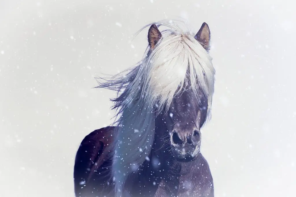 Horse Winter Skin