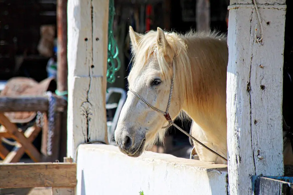 Blind Horse