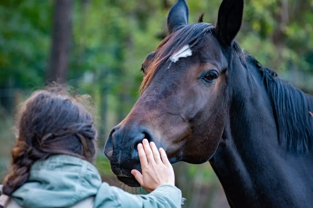 Smartest Horse Breeds