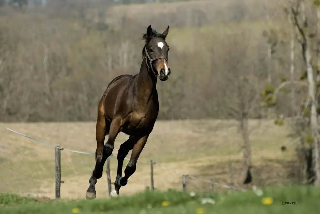 Life Cycle of a Horse