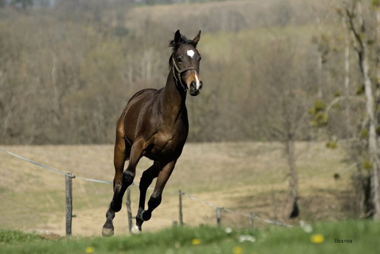 horse cycle for baby