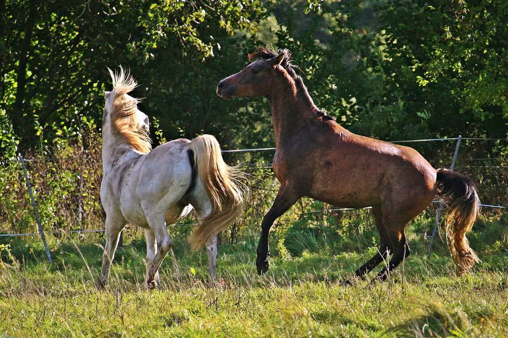 Meltdowns in Horses