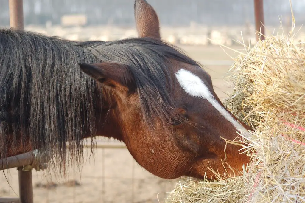 Cake for Horses