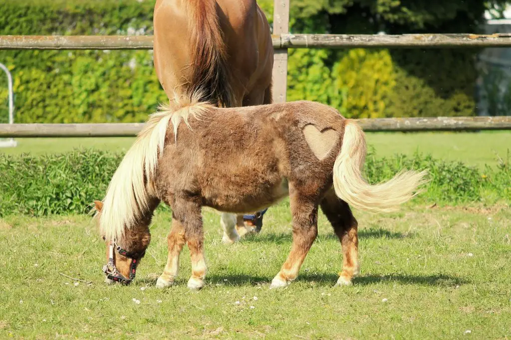 HEART HORSE